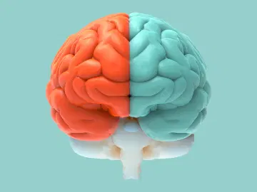 Como é composta a anatomia do cérebro?