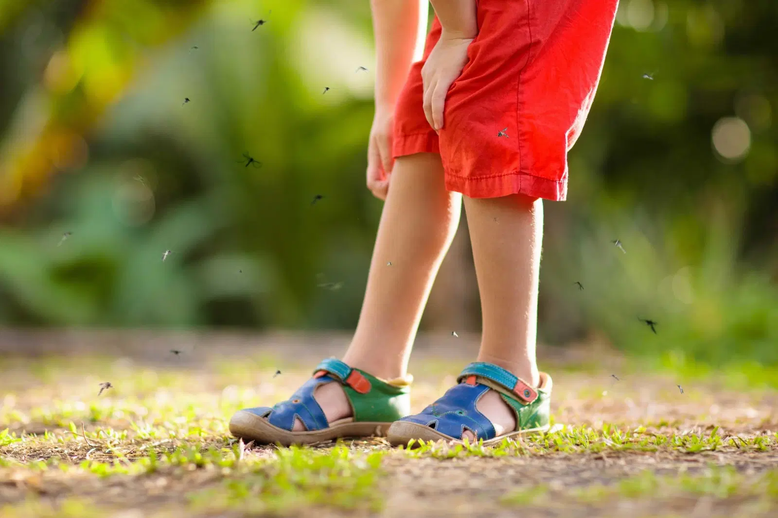Como identificar uma alergia a picada de insetos no bebê?