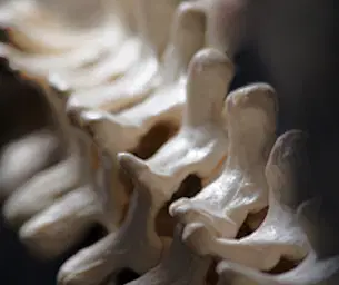 COLUNA VERTEBRAL