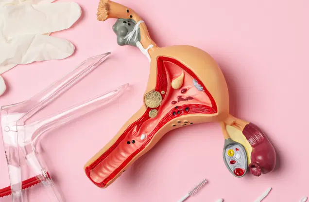 Mitos e verdades sobre o ciclo menstrual