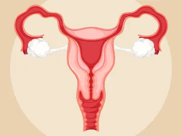 A anatomia do sistema reprodutor feminino
