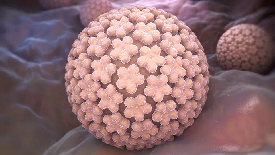 HPV